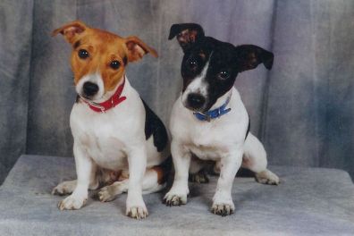 2Hunde