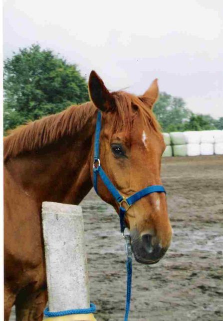 Einzelpferd